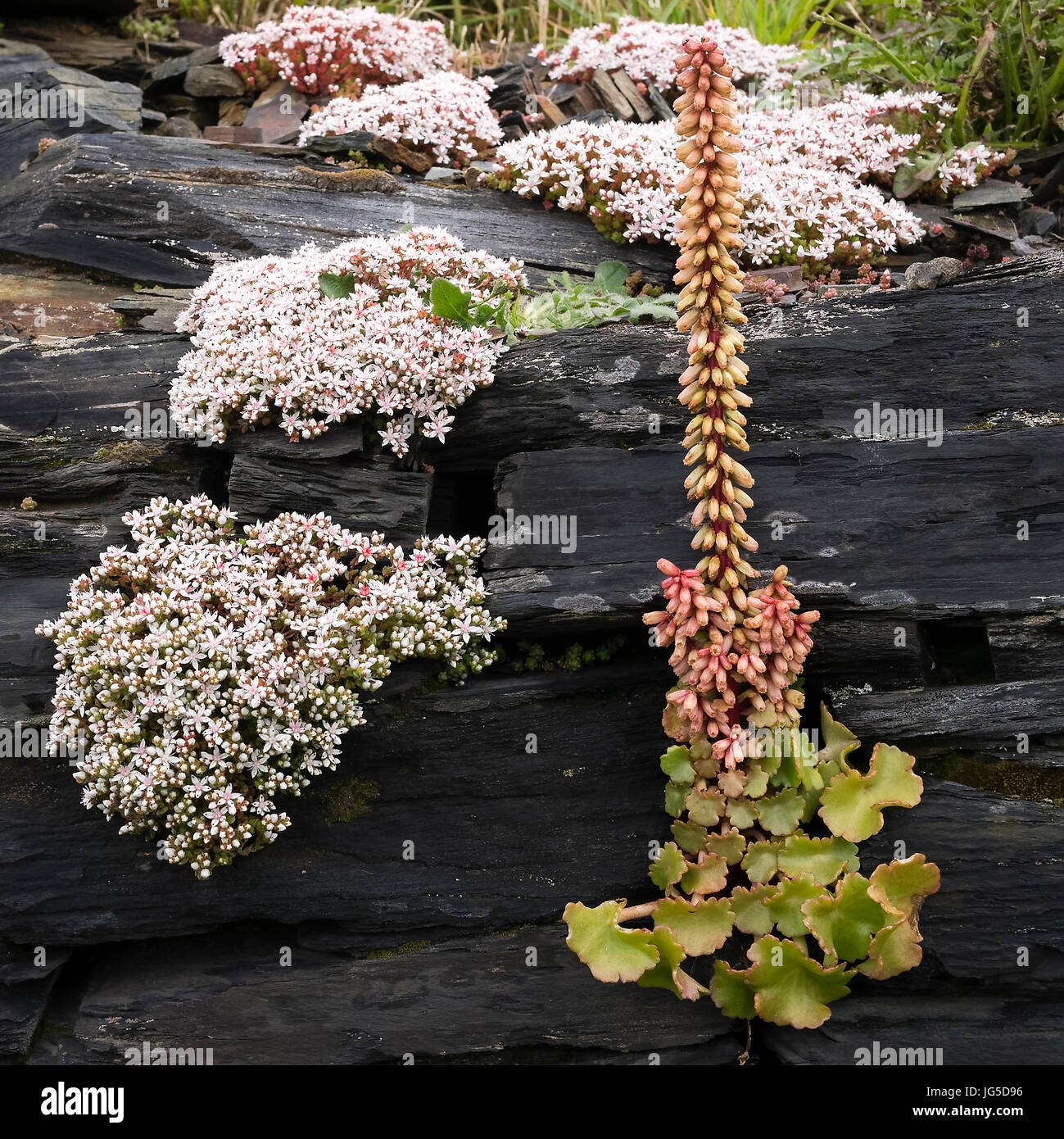 La forme distinctive de millepertuis nombril poussant dans un mur en ardoise noire sur la côte de Pembrokeshire, Pays de Galles, Royaume-Uni Banque D'Images