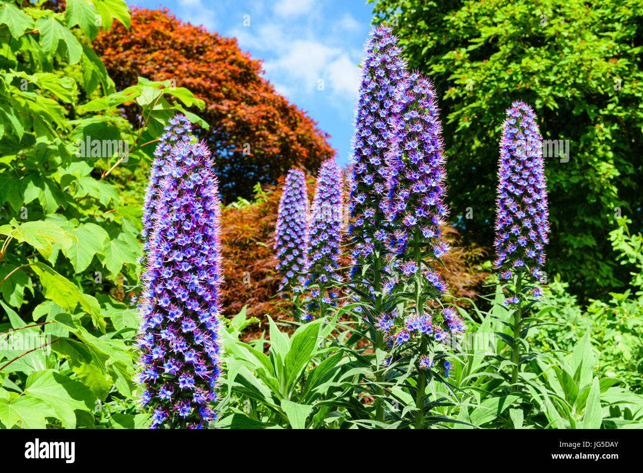 Tall composé bleu fleurs de fierté de Madère (Echium candicans), une plante originaire de Madère. Banque D'Images