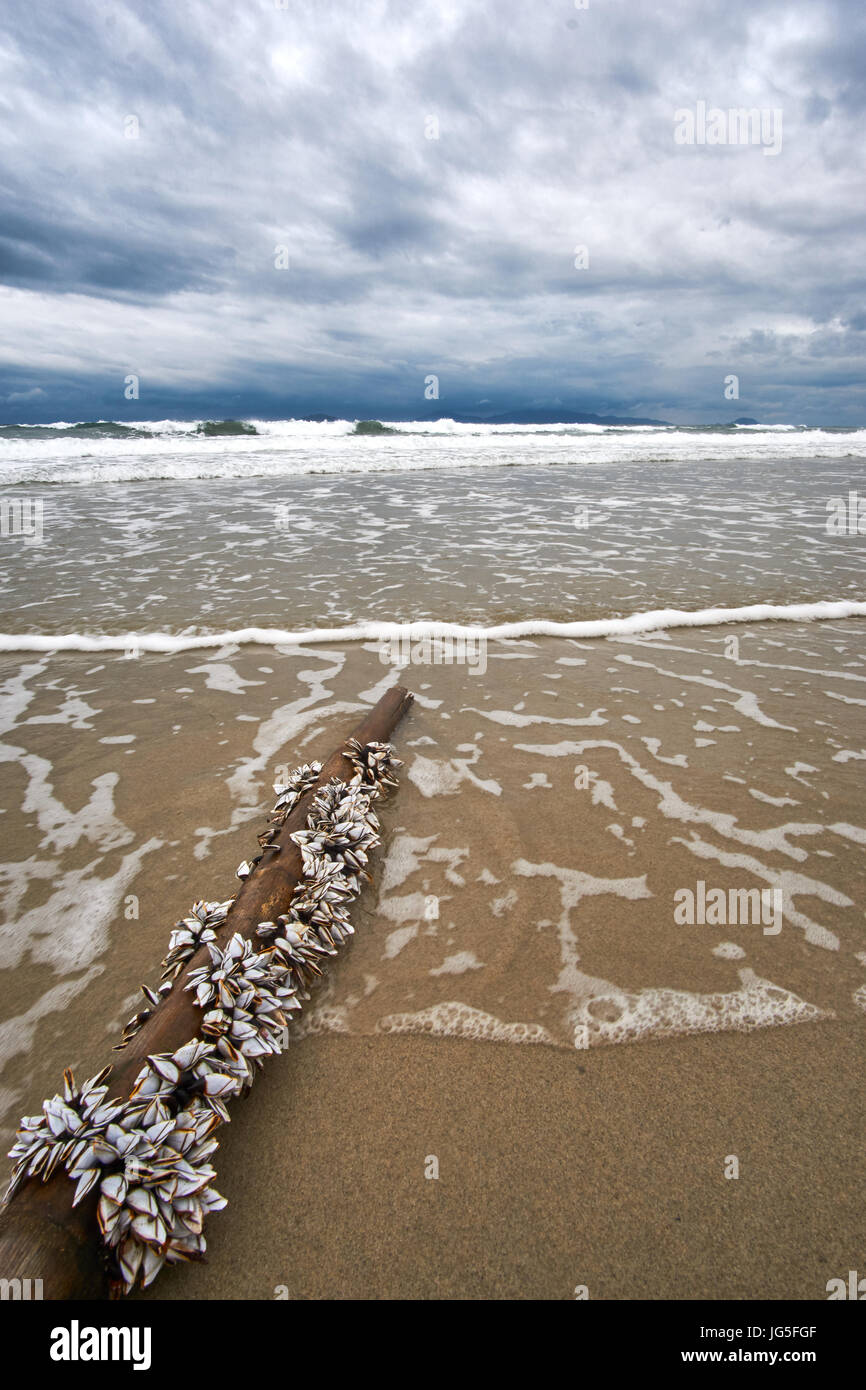 Soirée orageuse à la plage avec des nuages et des vagues. Bateau de coco traditionnel vietnamien à l'avant-plan. Hoi An, la plage de An Bang. Vertical, avec copyspace. Banque D'Images