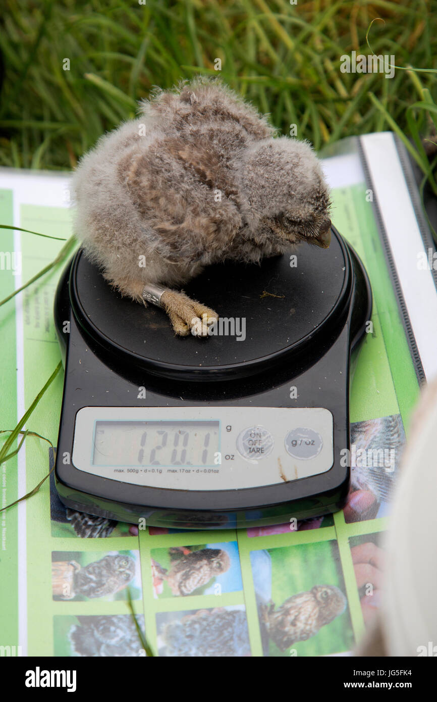 Chouette chevêche (Athene noctua) sur l'équilibre d'être pondérés après bandes de champ Banque D'Images