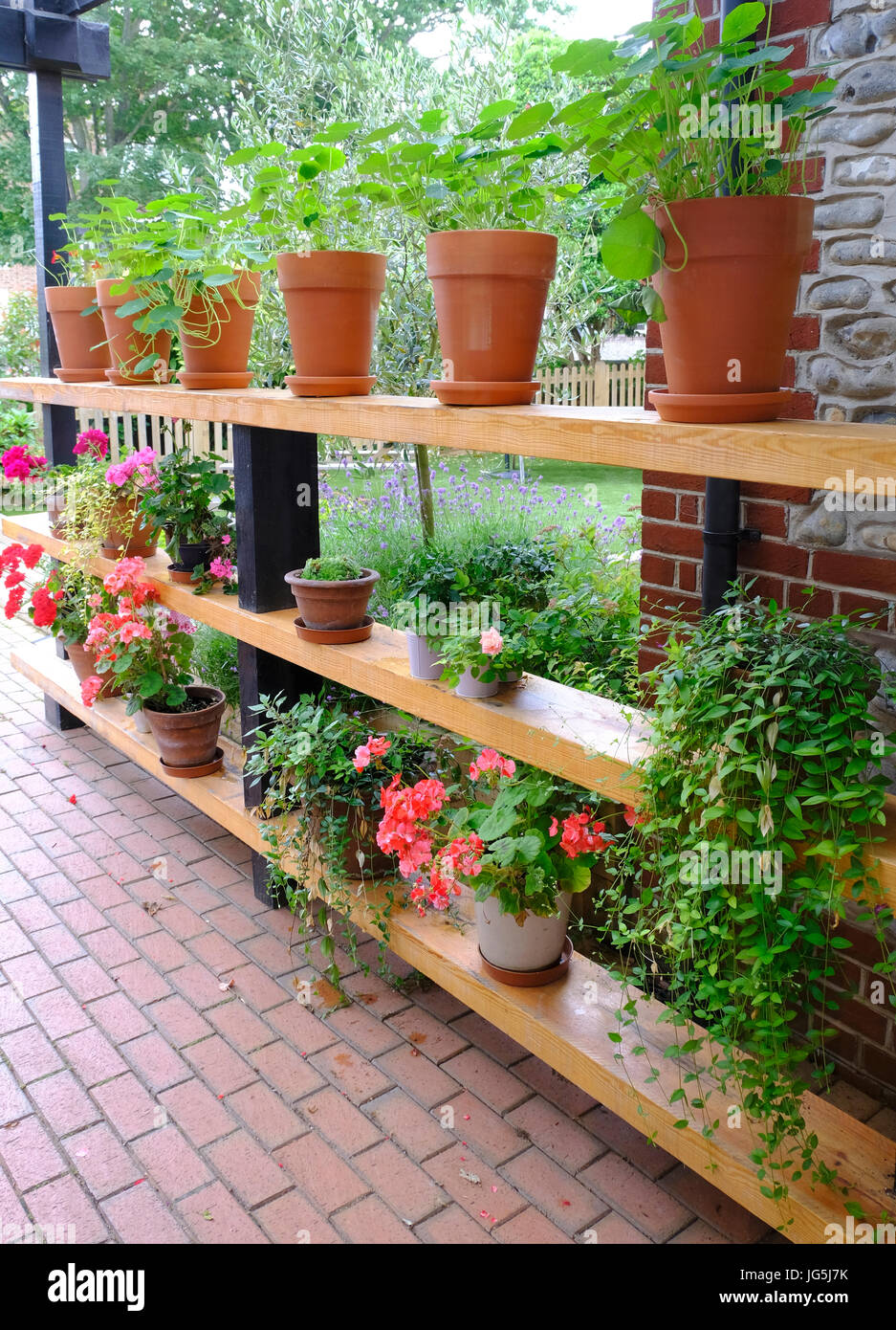 Rangées de plantes en pots sur les étagères en bois dans le jardin britannique Banque D'Images