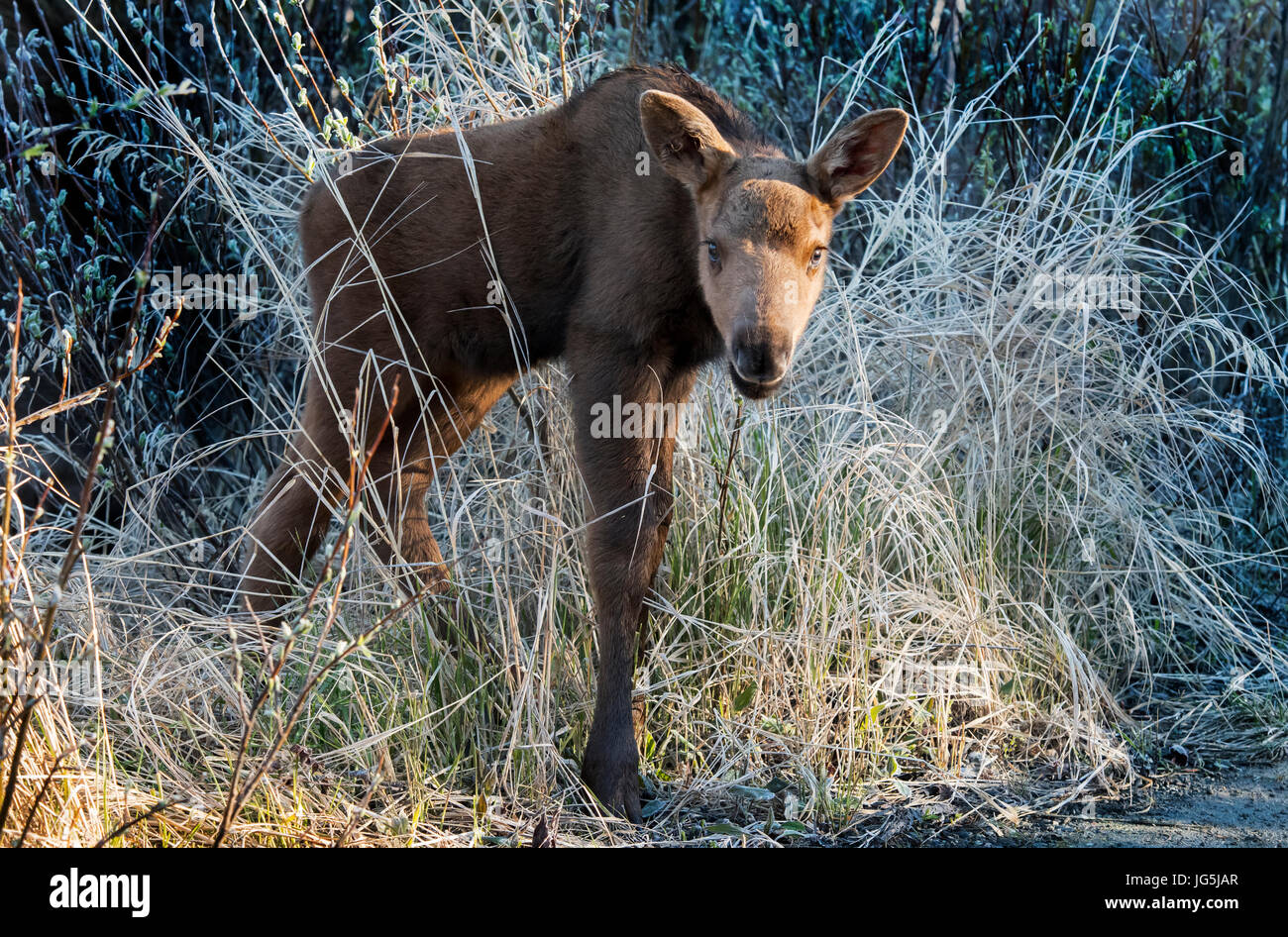 Moose Calf, printemps, Forêt, Parc National Denali, Alaska Banque D'Images