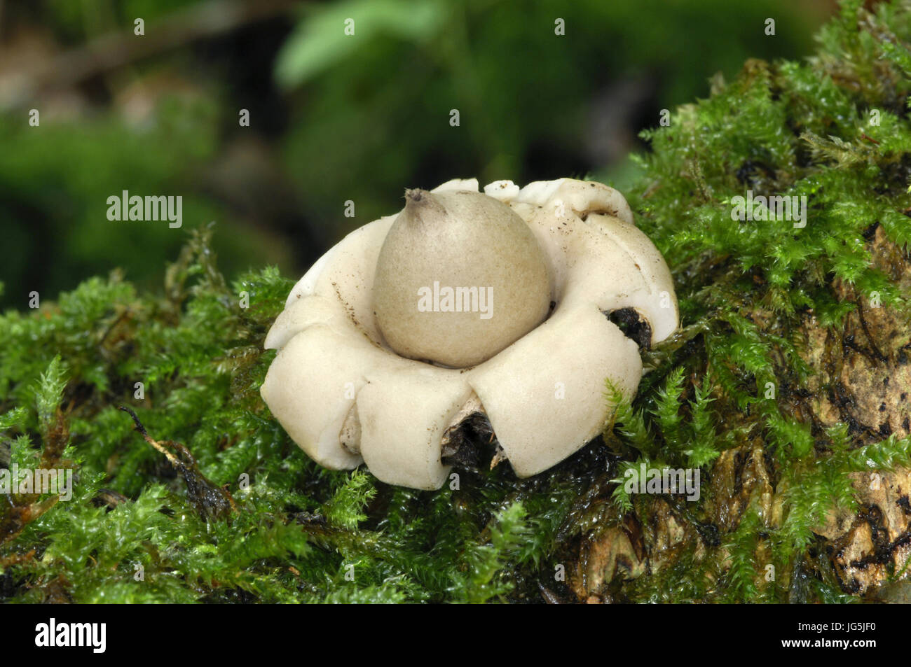 Champignon Sessile Earthstar Banque De Photographies Et D images 