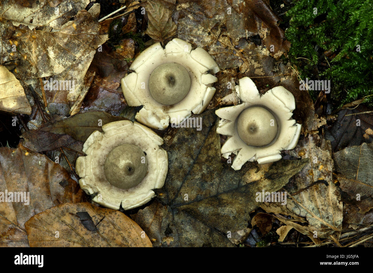 champignon-sessile-earthstar-banque-de-photographies-et-d-images