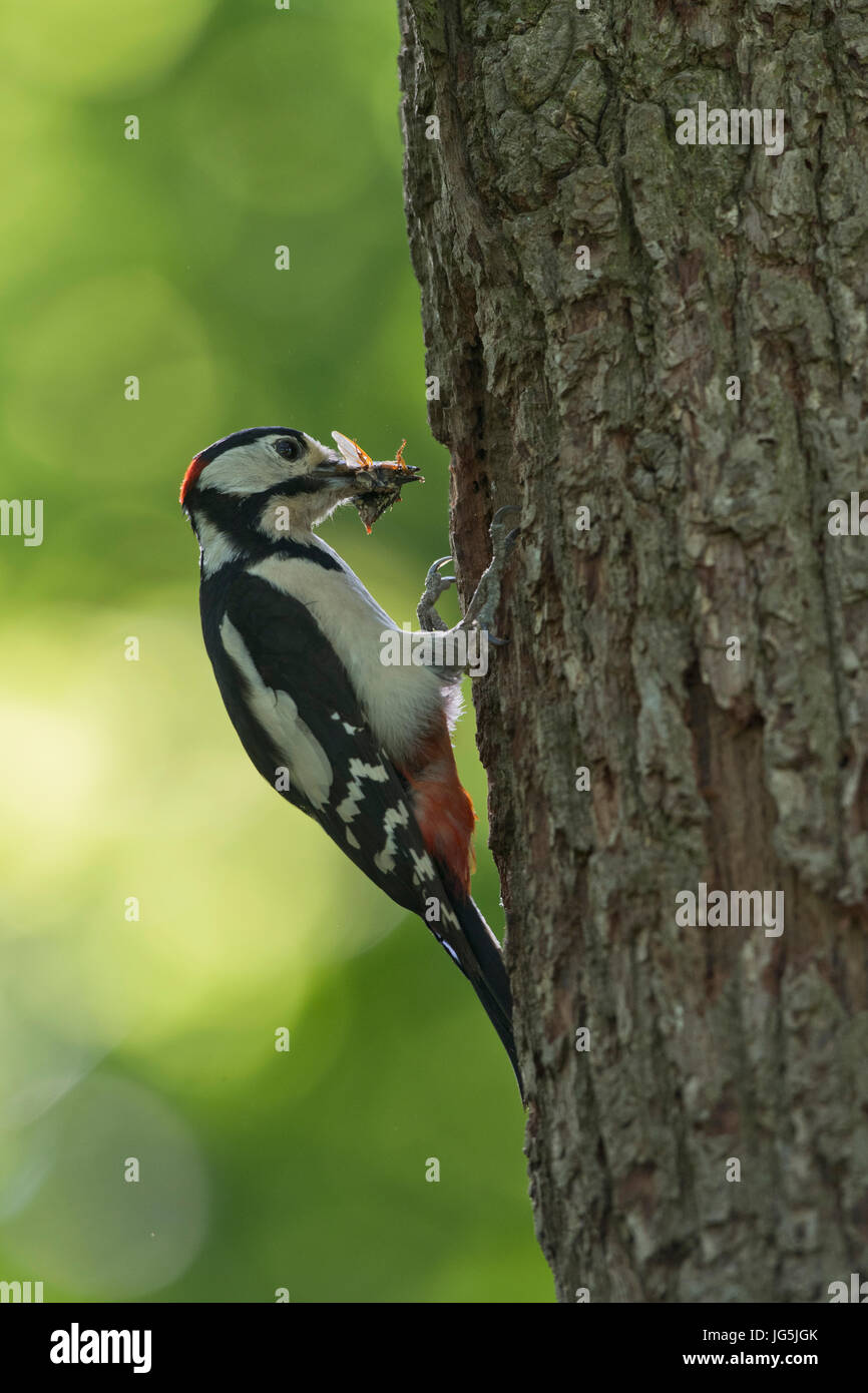 Great spotted woodpecker (Dendrocopos major) avec de la nourriture dans son bec dans les trous, de l'Ems, Basse-Saxe, Allemagne Banque D'Images