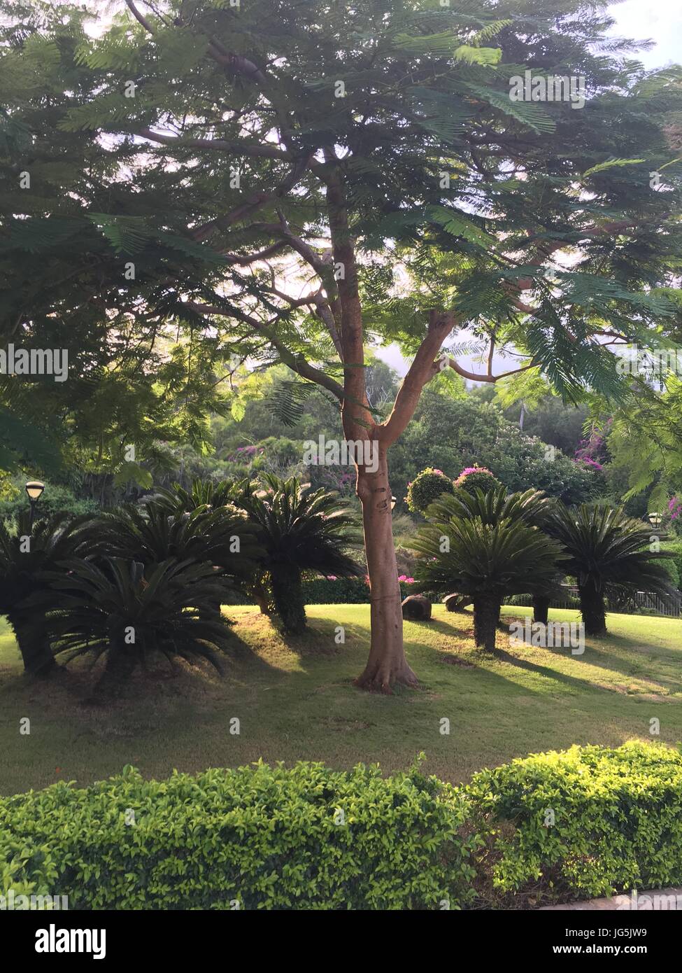 Paysage tropical avec des arbres et arbustes Banque D'Images