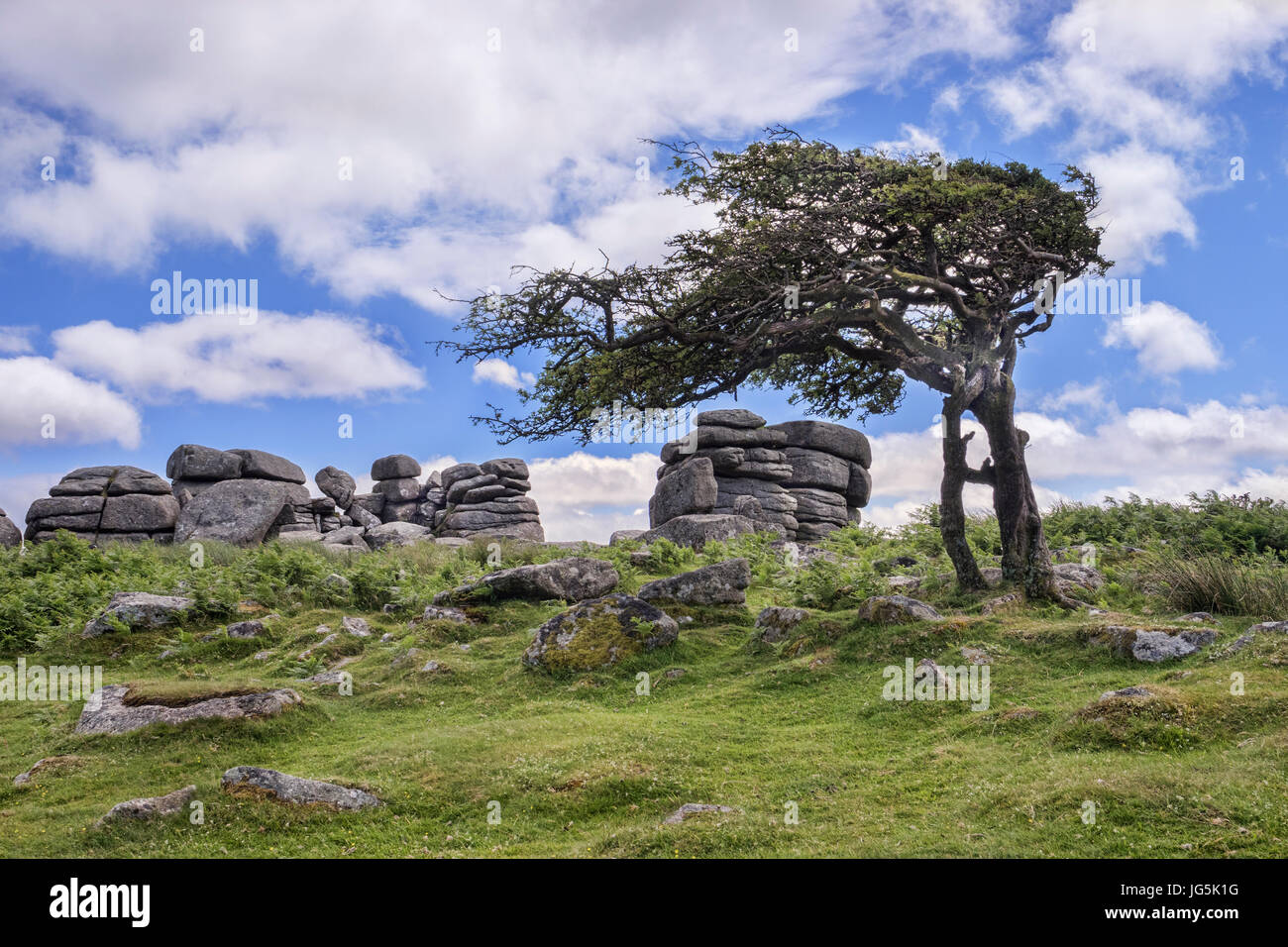 Aubépine Combestone Winswept arbre à Tor, Dartmoor, Devon, UK. Banque D'Images