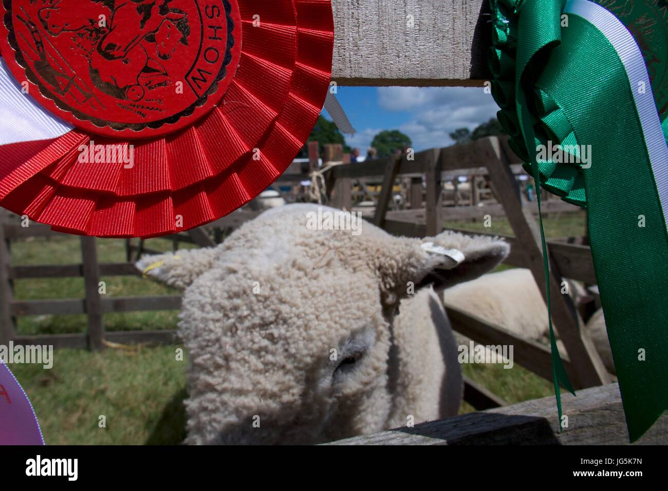 Moutons et prix rosette rouge sur la cartouche à Malton Show, Malton, North Yorkshire, UK Banque D'Images