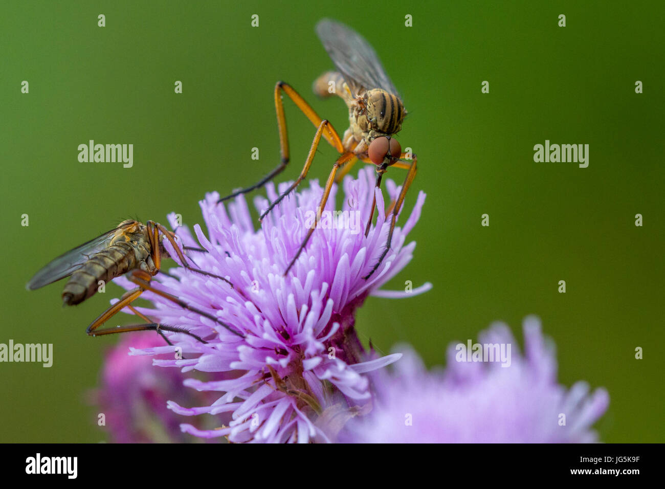 Deux poignard ou danse mouches (Empis livida) boire le nectar des fleurs de chardon violet UK, faune, West Yorkshire Banque D'Images