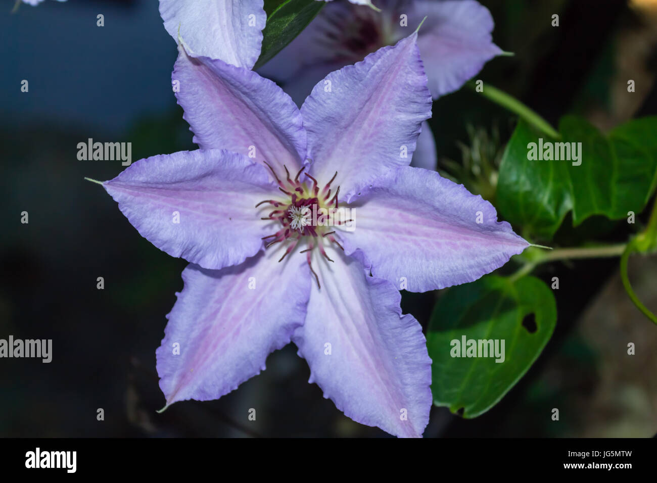 Close up de pourpre simple Clematis Jackmanii Banque D'Images