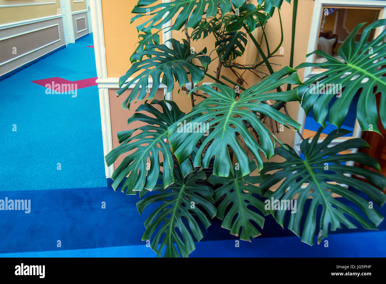 Monstera deliciosa en partie salle de l'intérieur Banque D'Images