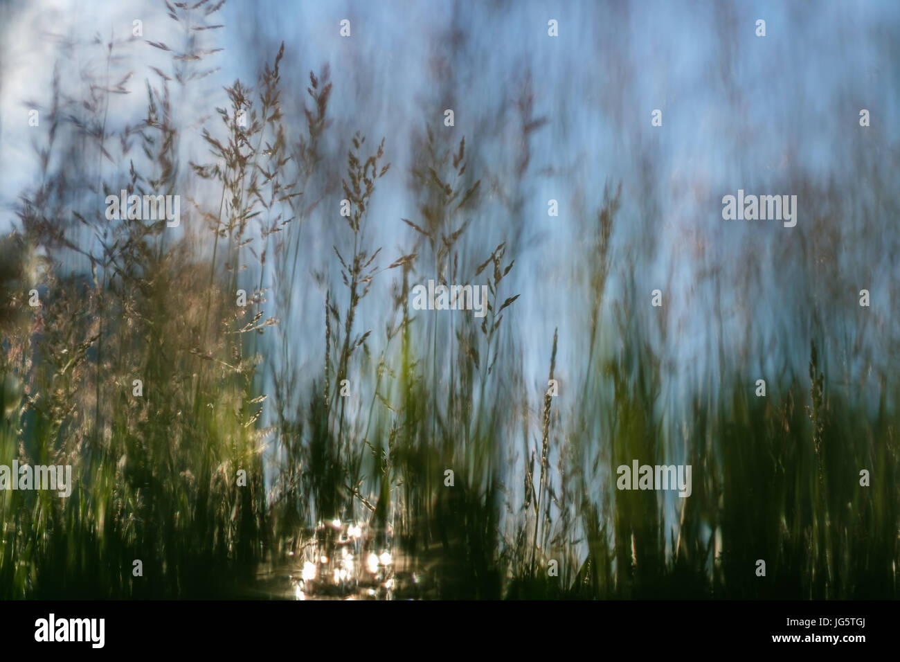 Close-up herbe fine sur fond de soleil. Banque D'Images