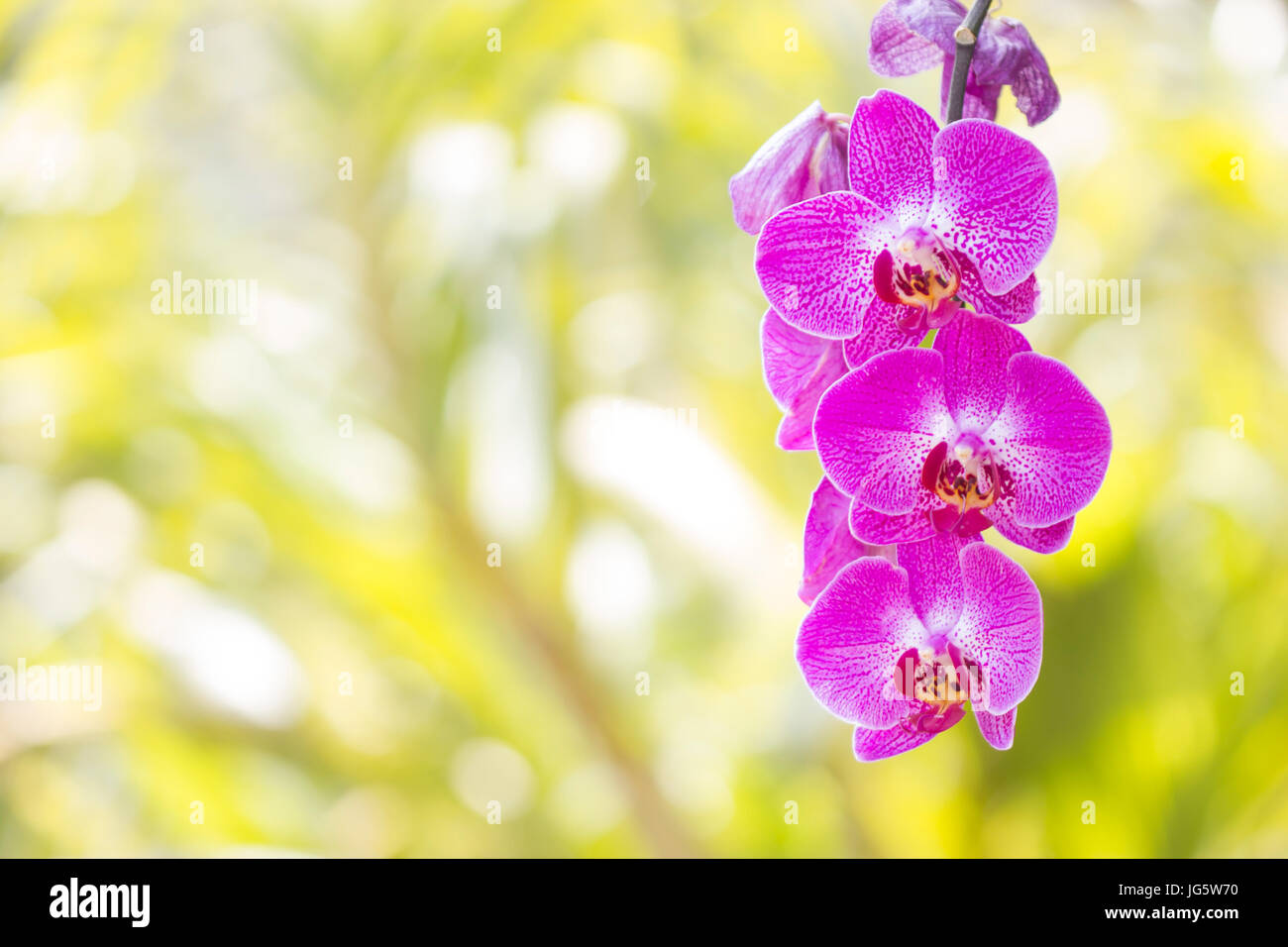 Fleurs orchidées bokeh flou d'arrière-plan d'un éclairage naturel. Banque D'Images