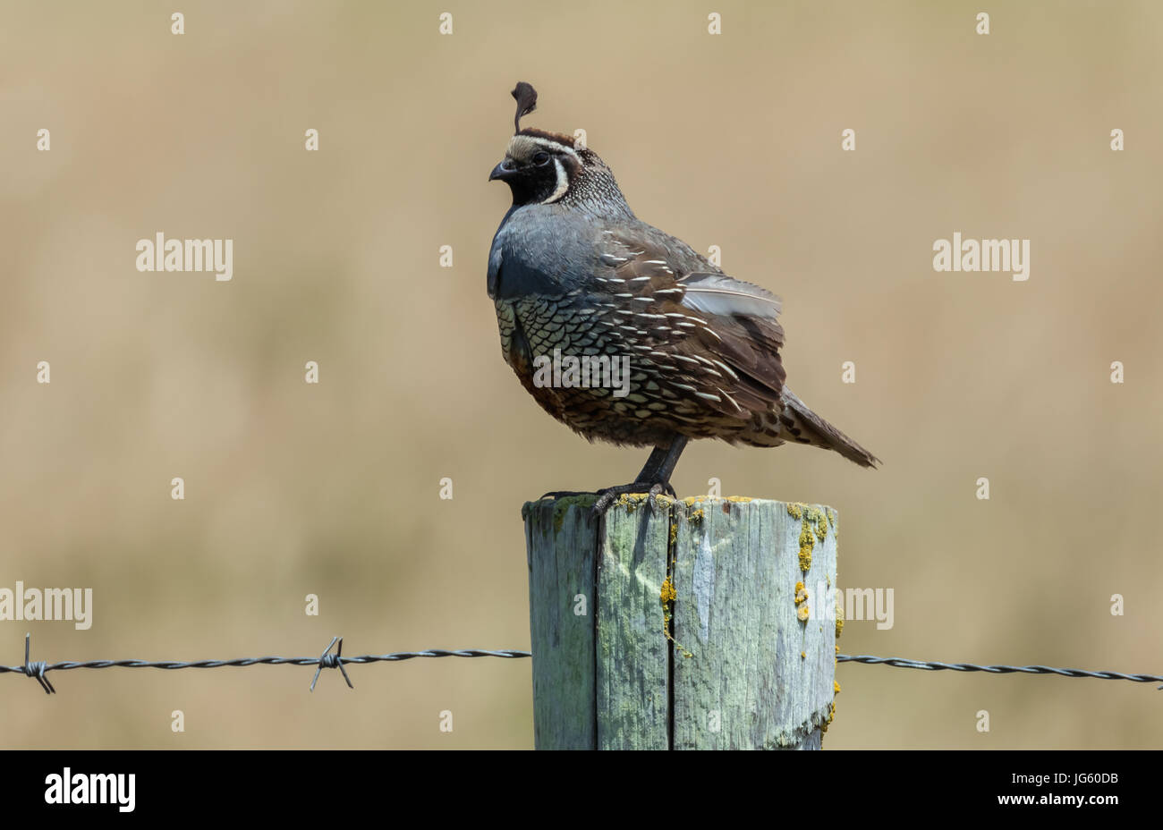 Un colin de Californie (Callipepla californica) perché sur un poteau en bois dans la région de Point Reyes National Seashore, en Californie. Banque D'Images