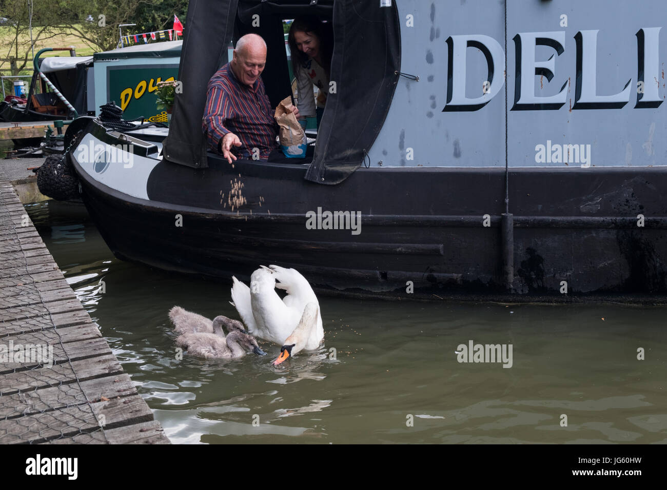 Un cygne et son cygnets au Braunston Marina, Braunston, Royaume-Uni Banque D'Images