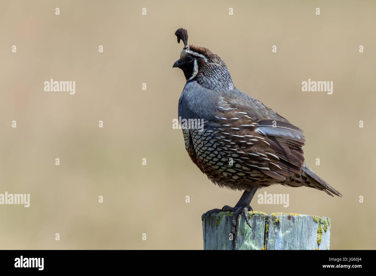 Un colin de Californie (Callipepla californica) perché sur un poteau en bois dans la région de Point Reyes National Seashore, en Californie. Banque D'Images