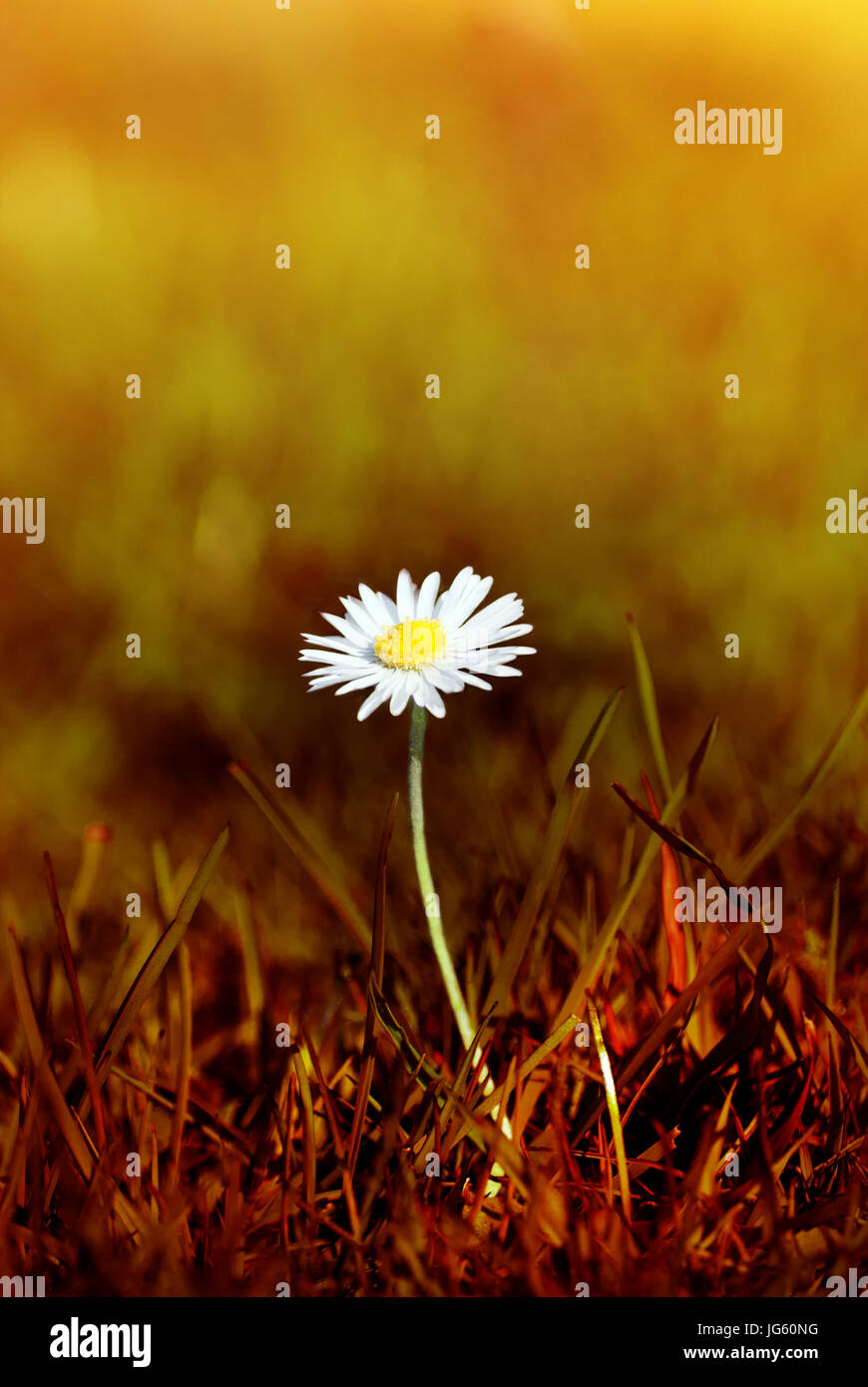 Un printemps daisy qui sortent d'herbe qui a été coloré pour apparaître comme une friche brûlée. L'arrière-plan flou a l'apparence d'un feu de forêt tra Banque D'Images