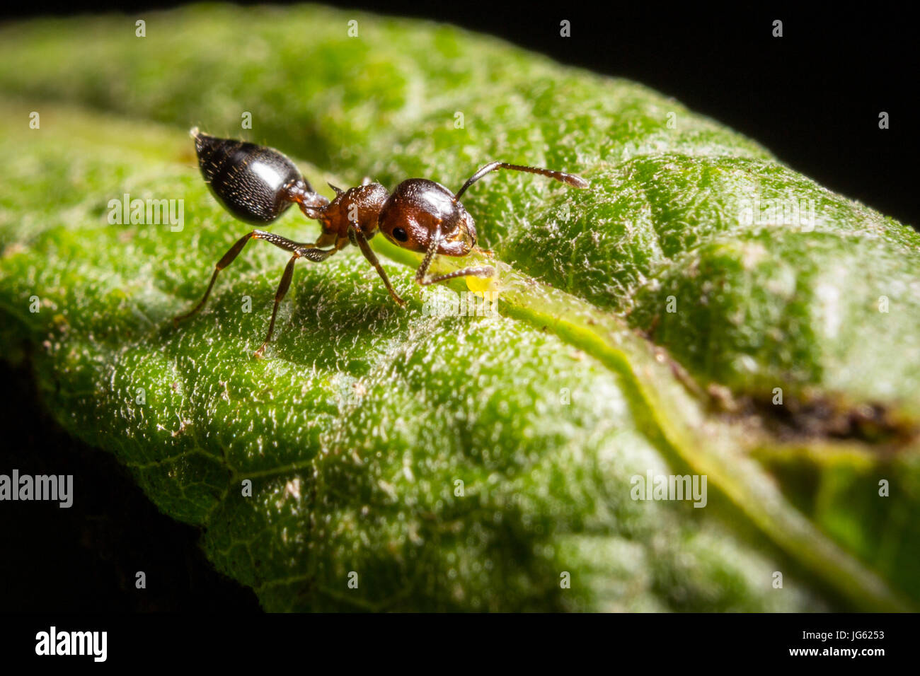 Une petite fourmi repose sur une feuille. Banque D'Images