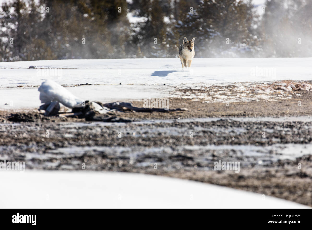 Un coyote se tient dans la neige durant l'hiver au parc national de Yellowstone le groupe Daisy 11 février 2017 près du lac, le Wyoming. (Photo par Jacob W. Frank par Planetpix) Banque D'Images