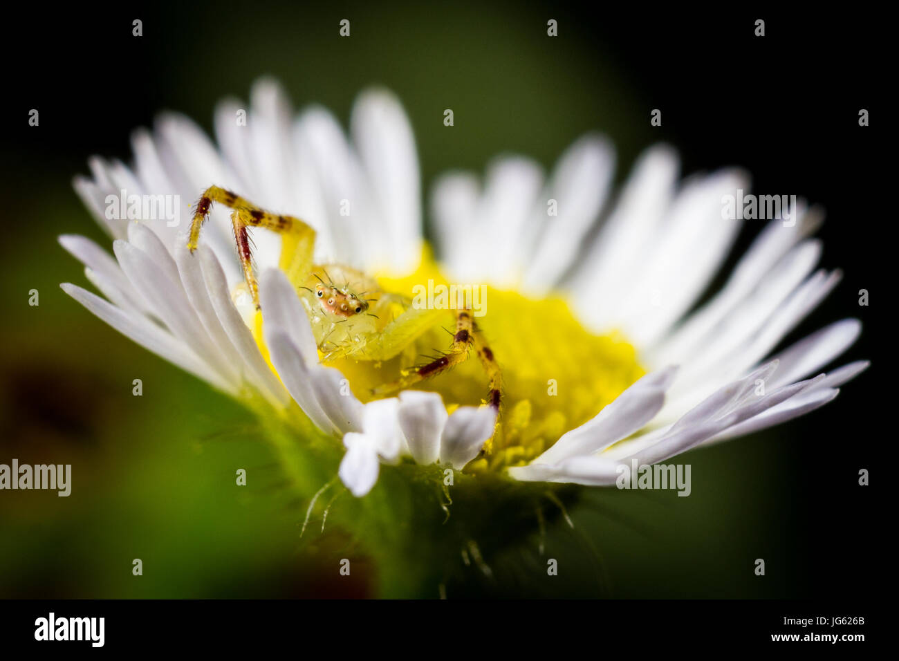 Une araignée crabe repose à l'intérieur d'une floraison de fleurs sauvages. Banque D'Images