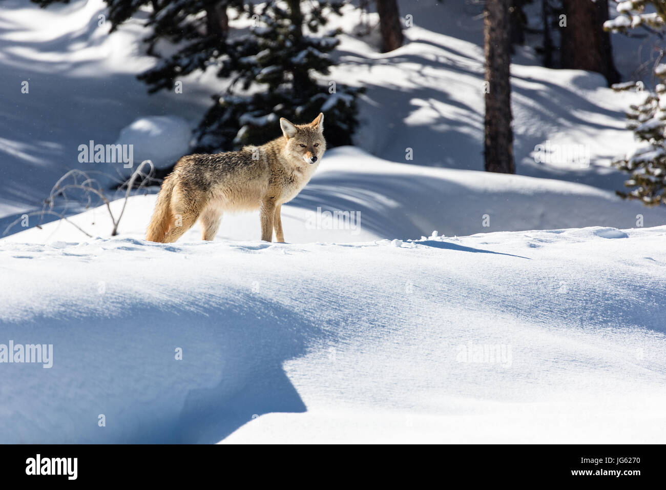 Un coyote se tient dans la neige durant l'hiver au parc national de Yellowstone le groupe Daisy 11 février 2017 près du lac, le Wyoming. (Photo par Jacob W. Frank par Planetpix) Banque D'Images