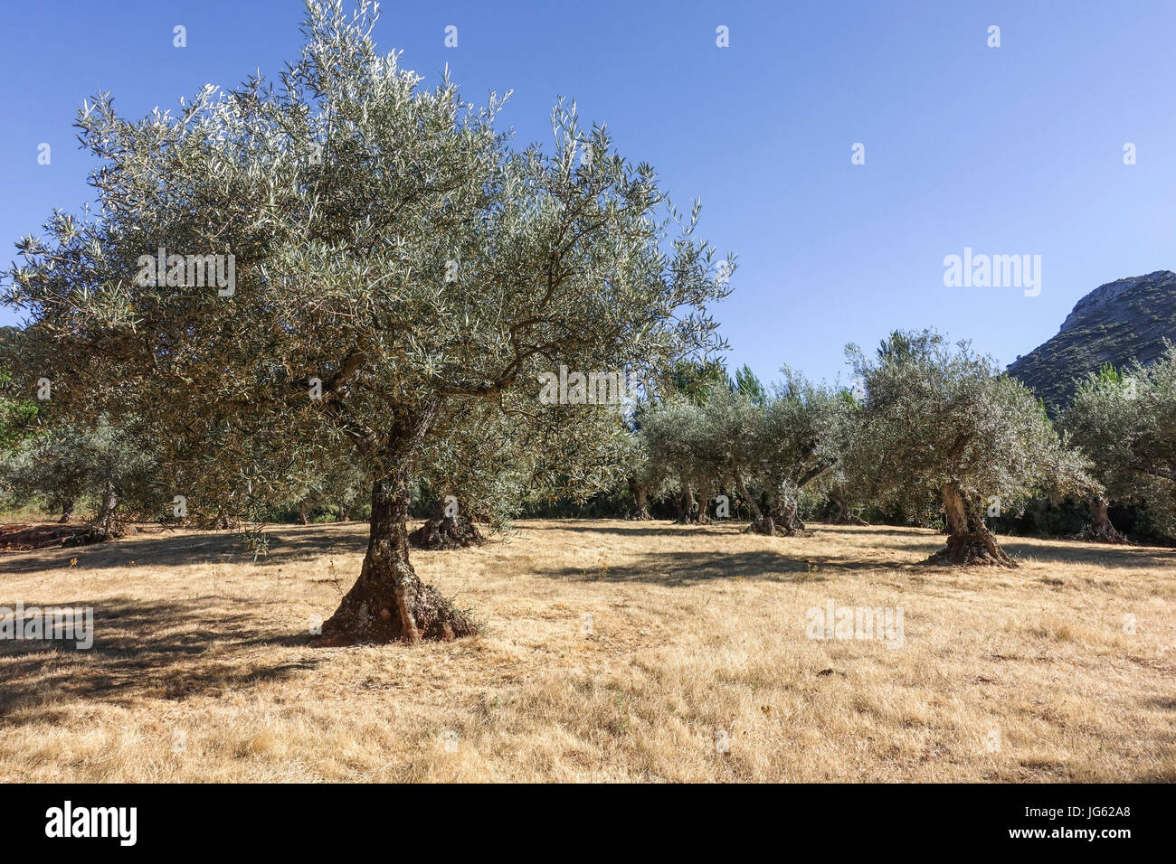 Arbres d'olive, huile d'olive, de la Méditerranée, l'Andalousie, espagne. Banque D'Images