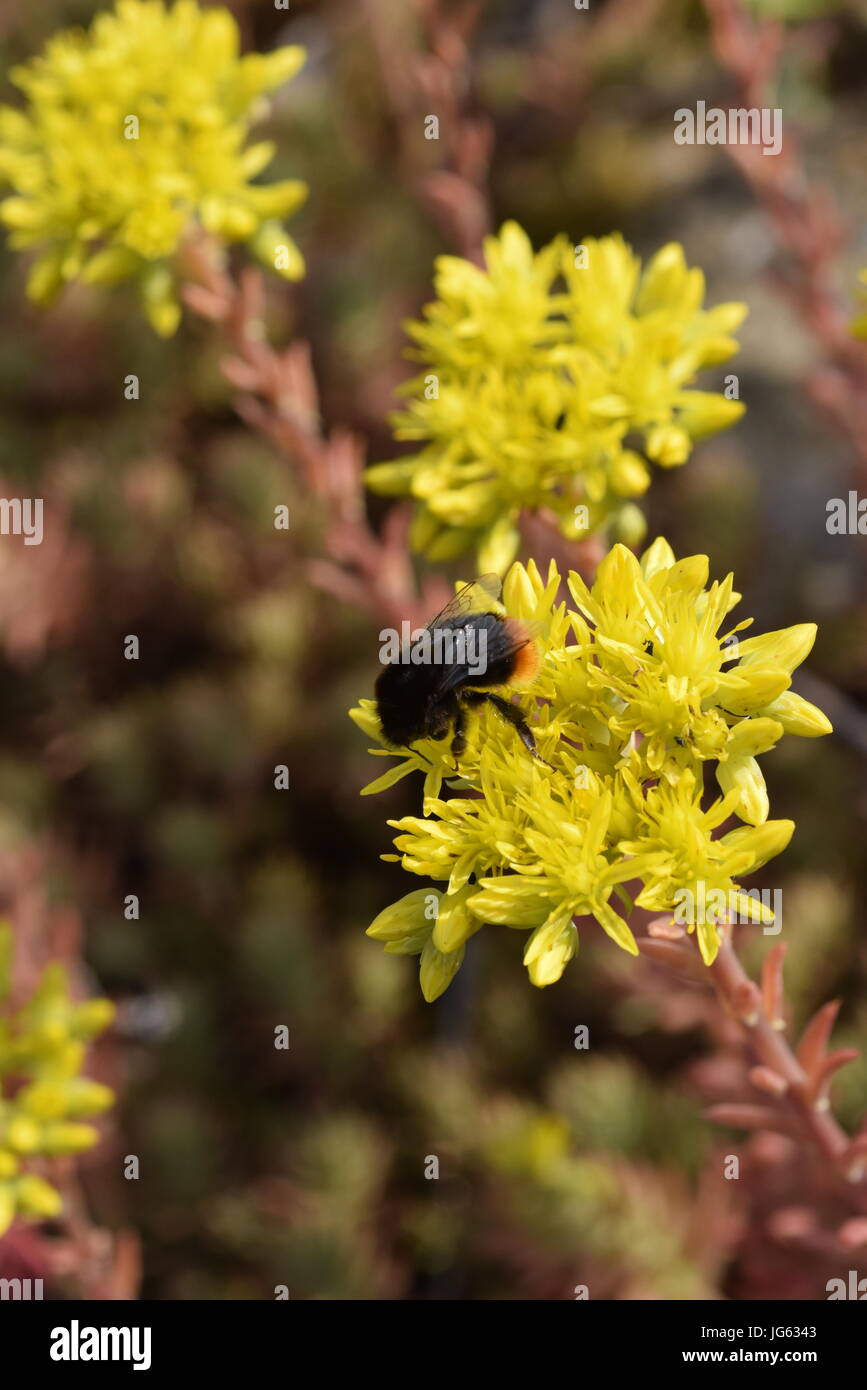 - Forsteranum Rock Stonecrop Sedum usine de roche calcaire Banque D'Images