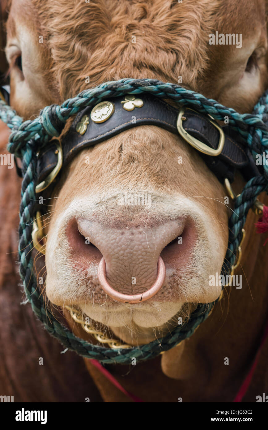 Taureau Limousin / face à l'anneau dans le nez, country show Hanbury Worcestershire. UK Banque D'Images