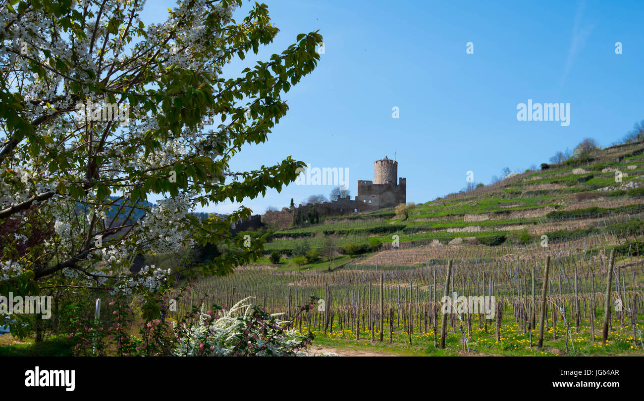 Vue sur le château de Kaysersberg en Alsace, France Banque D'Images