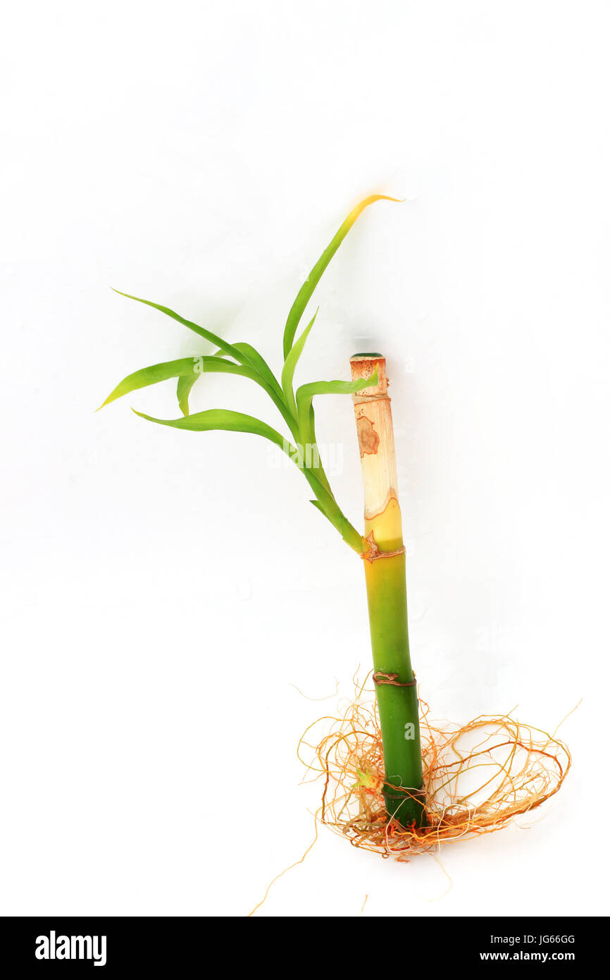 Mourir Lucky bambou ou connu comme le Dracaena Dracaena sanderiana braunii, Banque D'Images