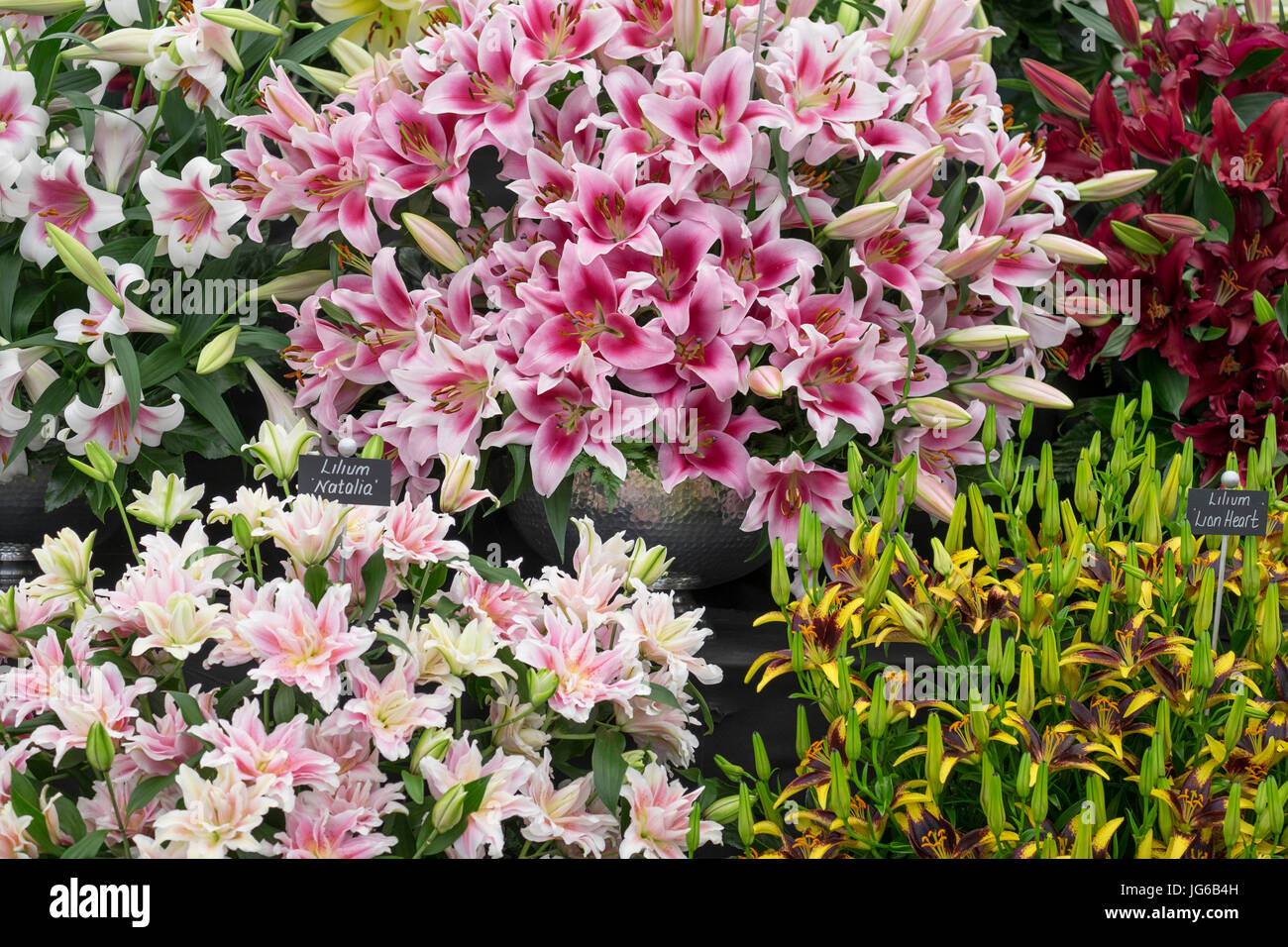 3 juillet, 2017. RHS Hampton Court Palace Flower Show. L'intérieur de l'affichage Lilium Chapiteau Floral Banque D'Images