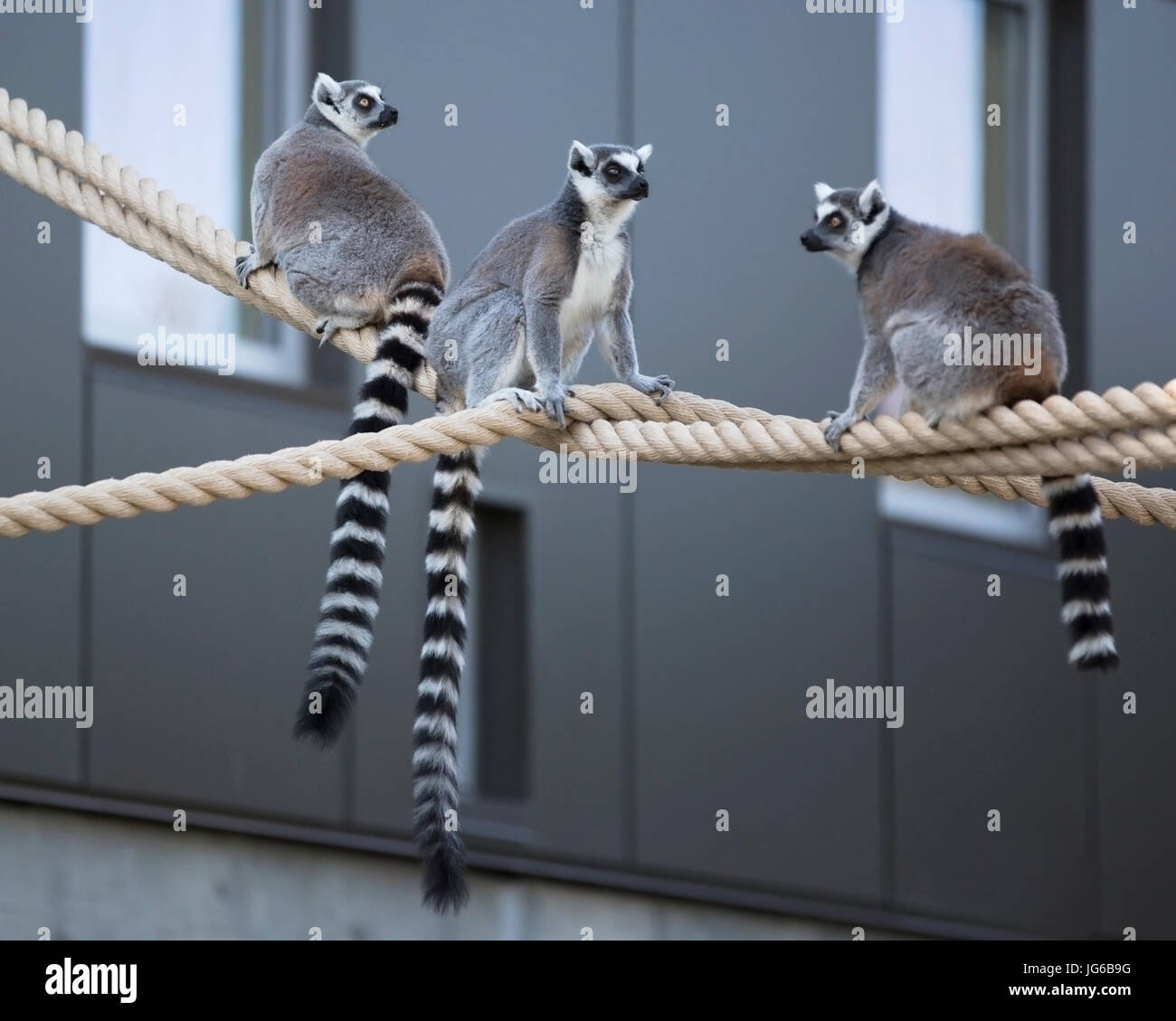 Lémuriens à queue de cerelle (Lemur catta) sur des cordes dans le Land des lémuriens, une expérience immersive au zoo de Calgary Banque D'Images