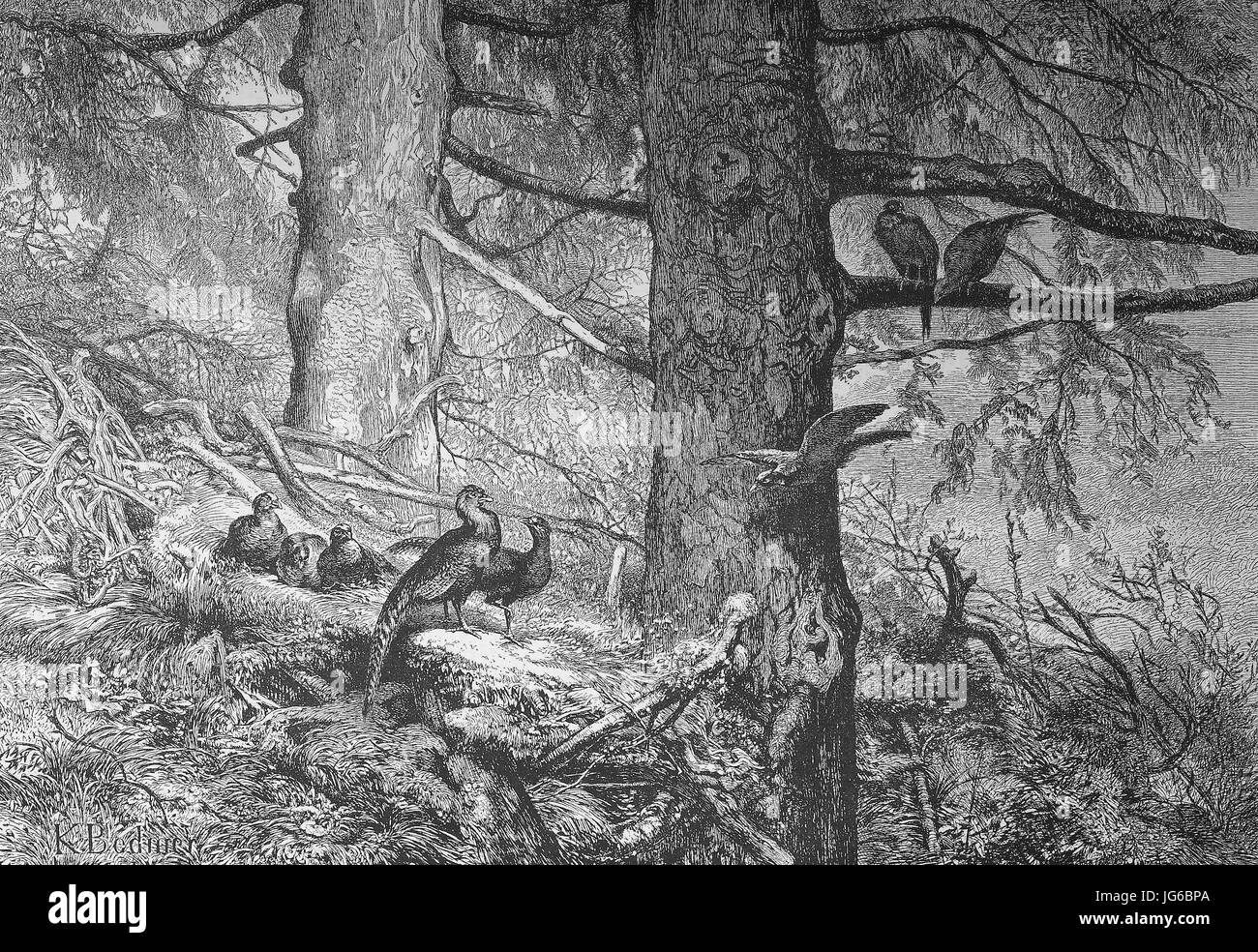 Amélioré : numérique, merle, Phasianus colchicus, dans le bois, l'Allemagne, l'illustration du xixe siècle Banque D'Images