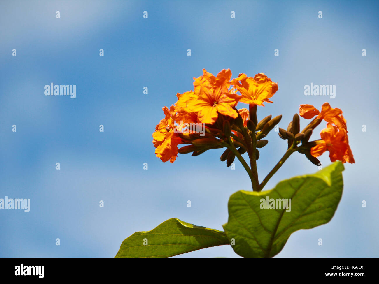 Fleur Orange le long du trottoir de la Corniche d'Abu Dhabi, UAE Banque D'Images