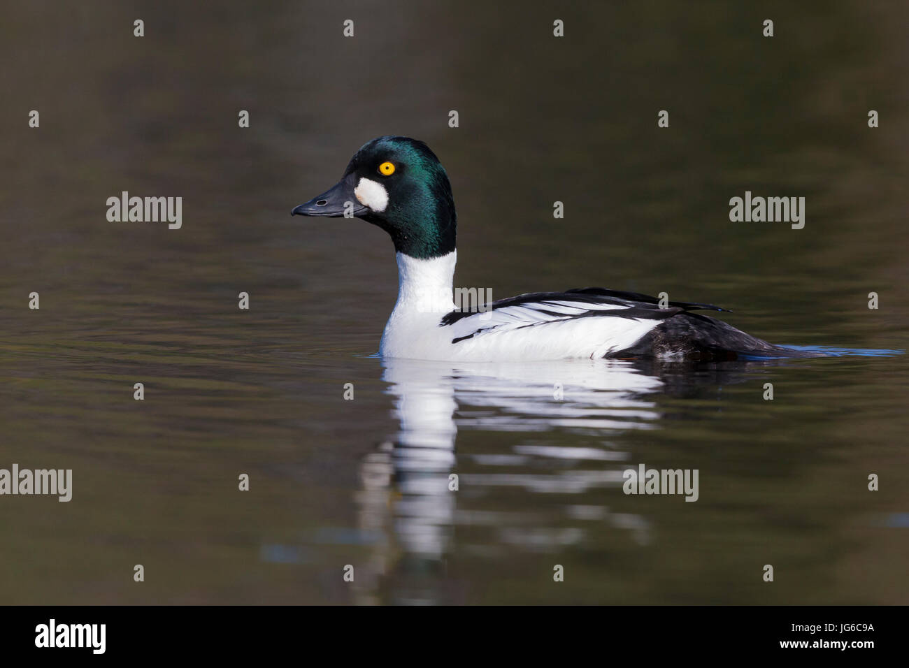 Le Garrot à œil d'or (Bucephala clangula), adulte de sexe masculin dans l'eau Banque D'Images