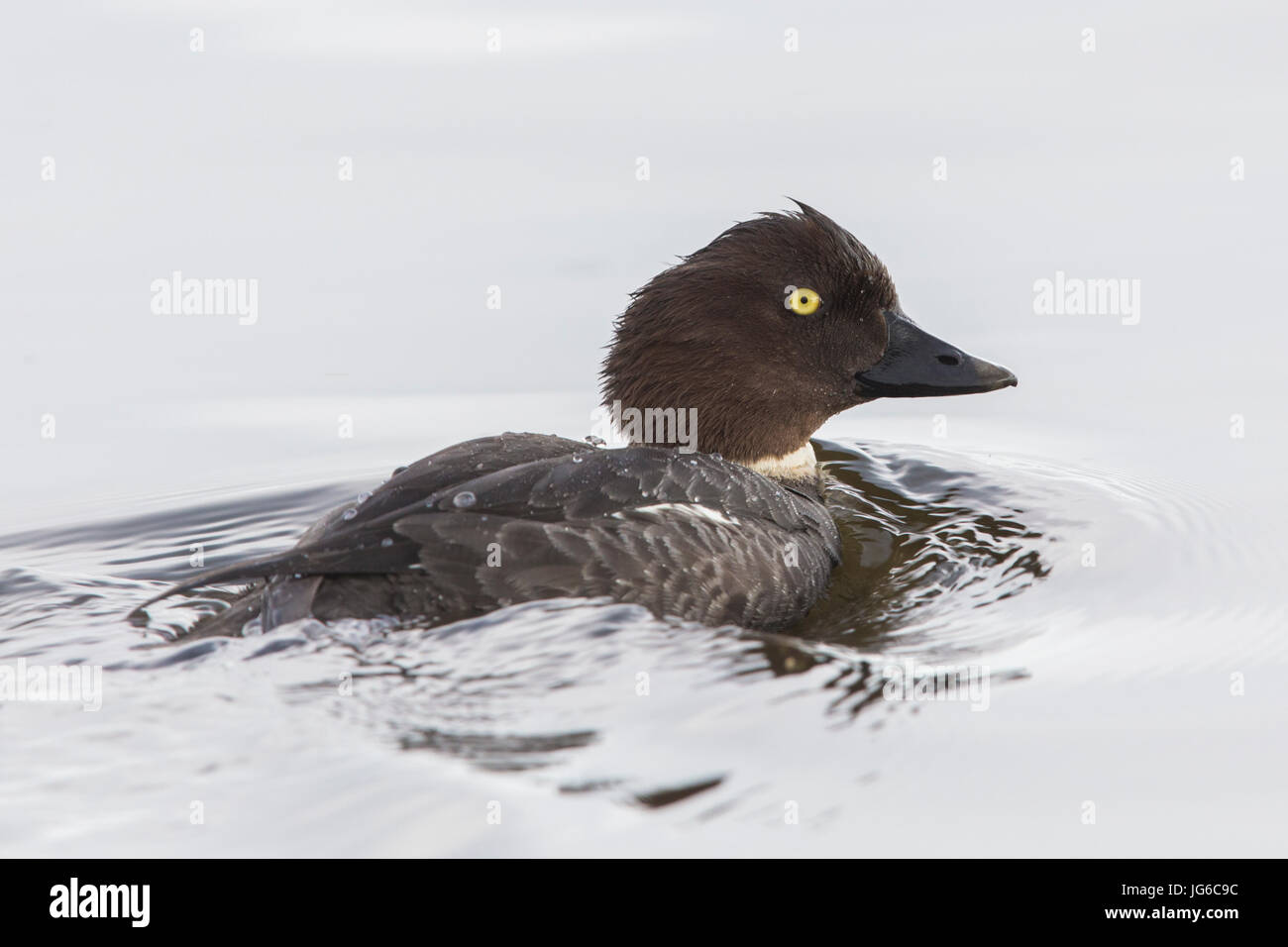 Le Garrot à œil d'or (Bucephala clangula), adulte de sexe féminin dans l'eau Banque D'Images