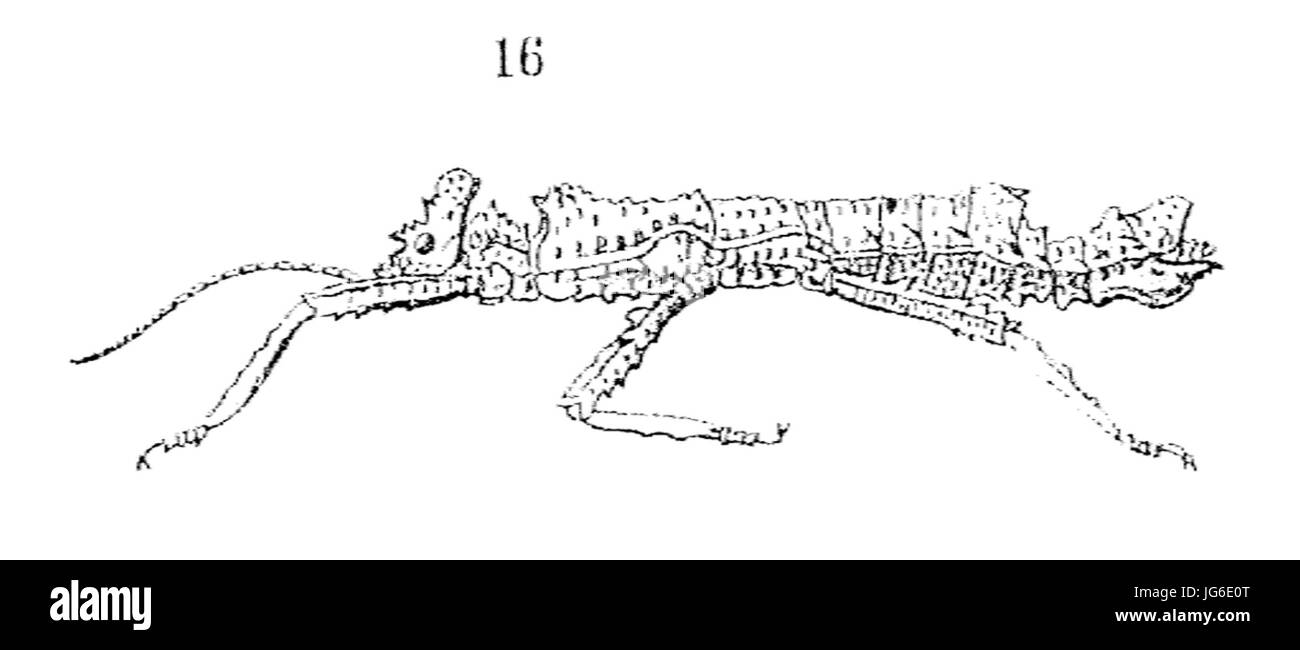 Redtenbacher Pylaemenes mitratus - 1906 Banque D'Images