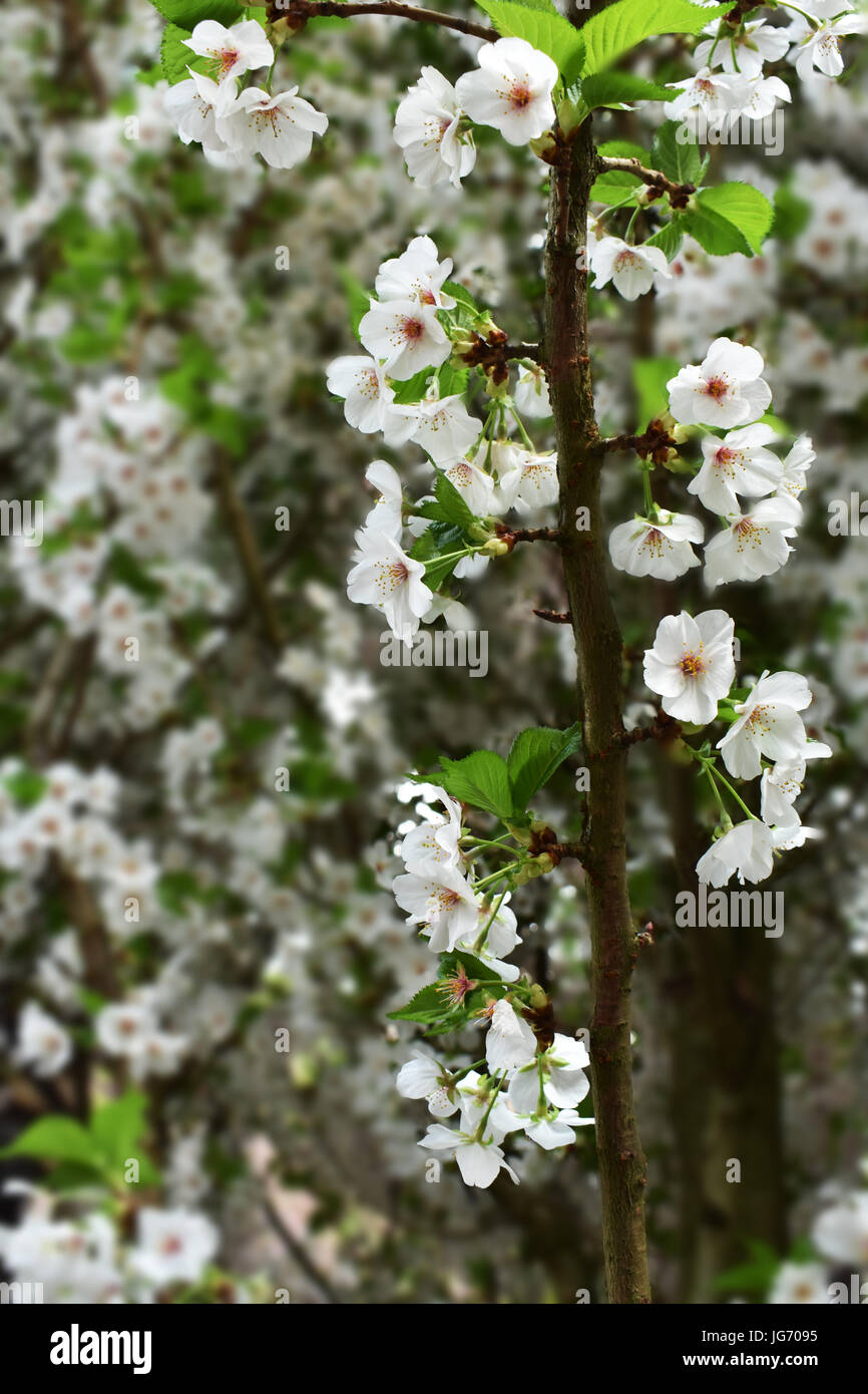 Sakura blanc frais fleur (fleur de cerisier) au printemps Banque D'Images