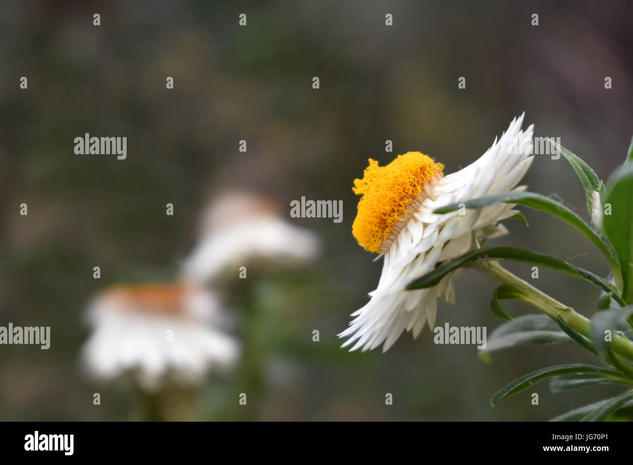 Blooming white flower with copy space Banque D'Images