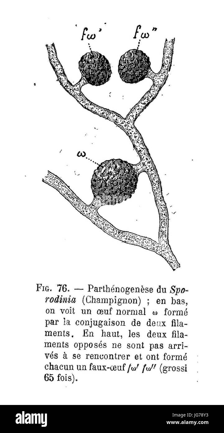 Sporoddinia - parthénogénèse Banque D'Images