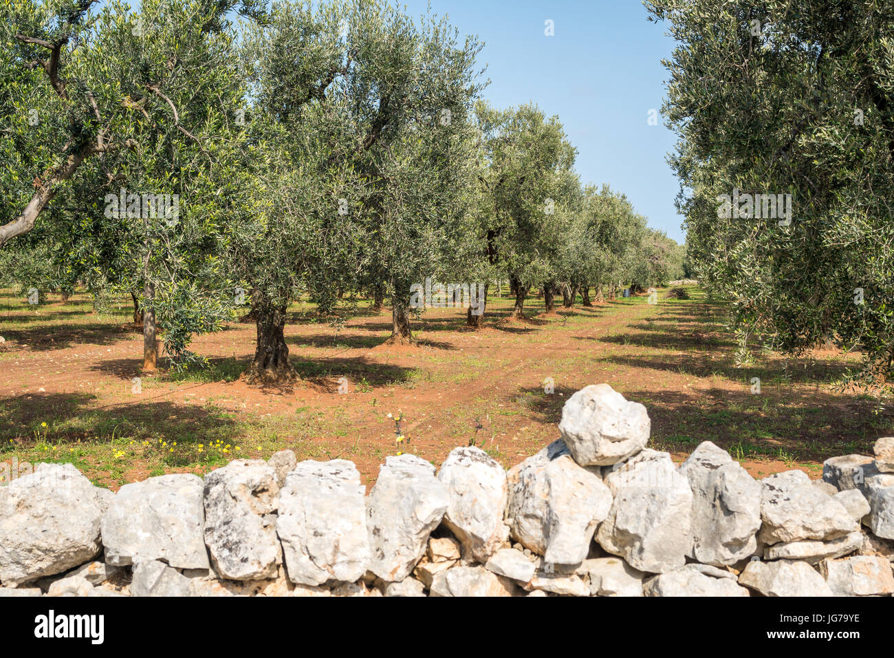 Grande, vieille oliveraie à côté d'Ostuni, Italie Banque D'Images