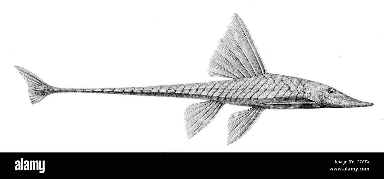 Sturisoma guentheri Banque D'Images