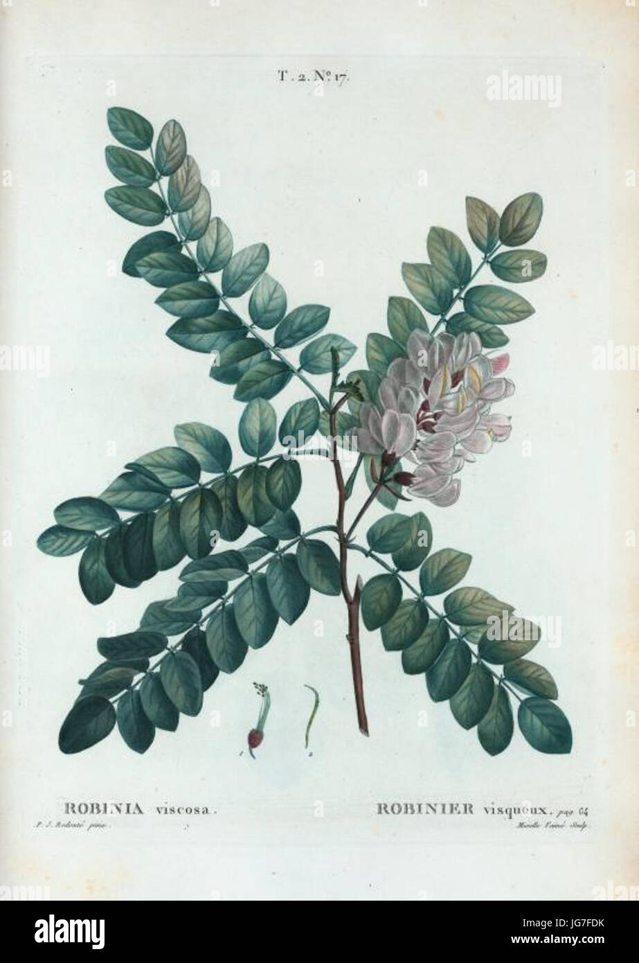 T2 17 Robinia viscosa par Pierre-Joseph Redouté Banque D'Images