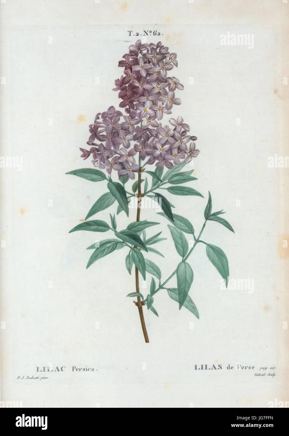 T2 62 × Syringa persica par Pierre-Joseph Redouté Banque D'Images