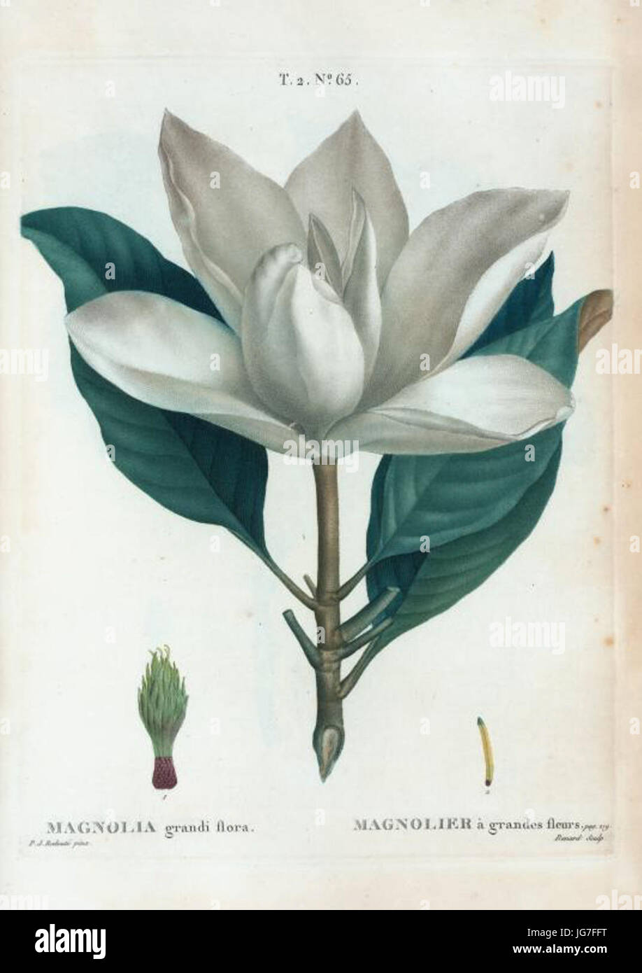 T2 65 Magnolia grandiflora par Pierre-Joseph Redouté Banque D'Images