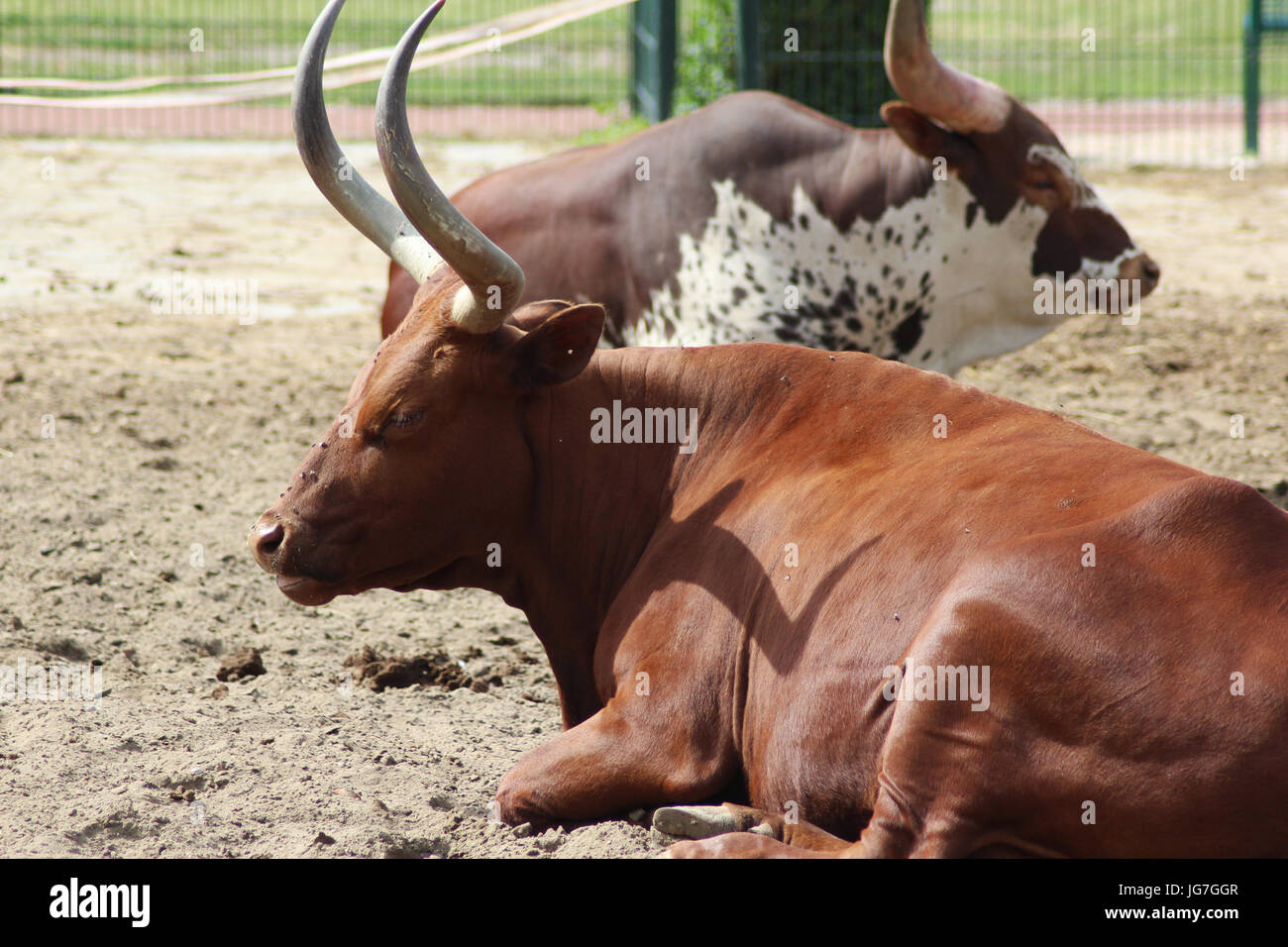 Vache Ankola Banque D'Images