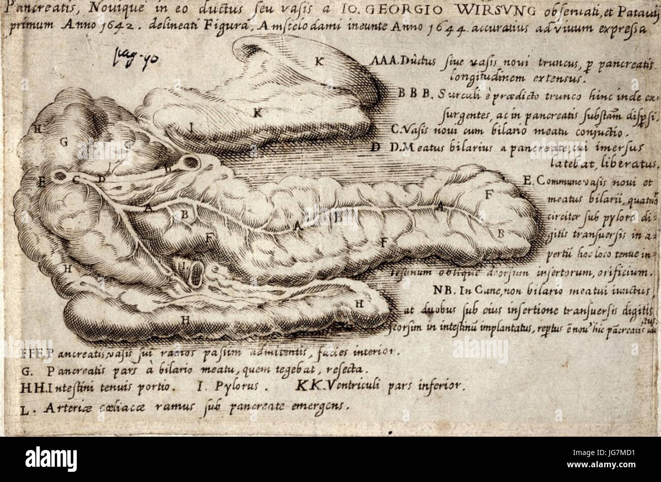 Le pancréas et le conduit pancréatique 28Wirsung29 Banque D'Images