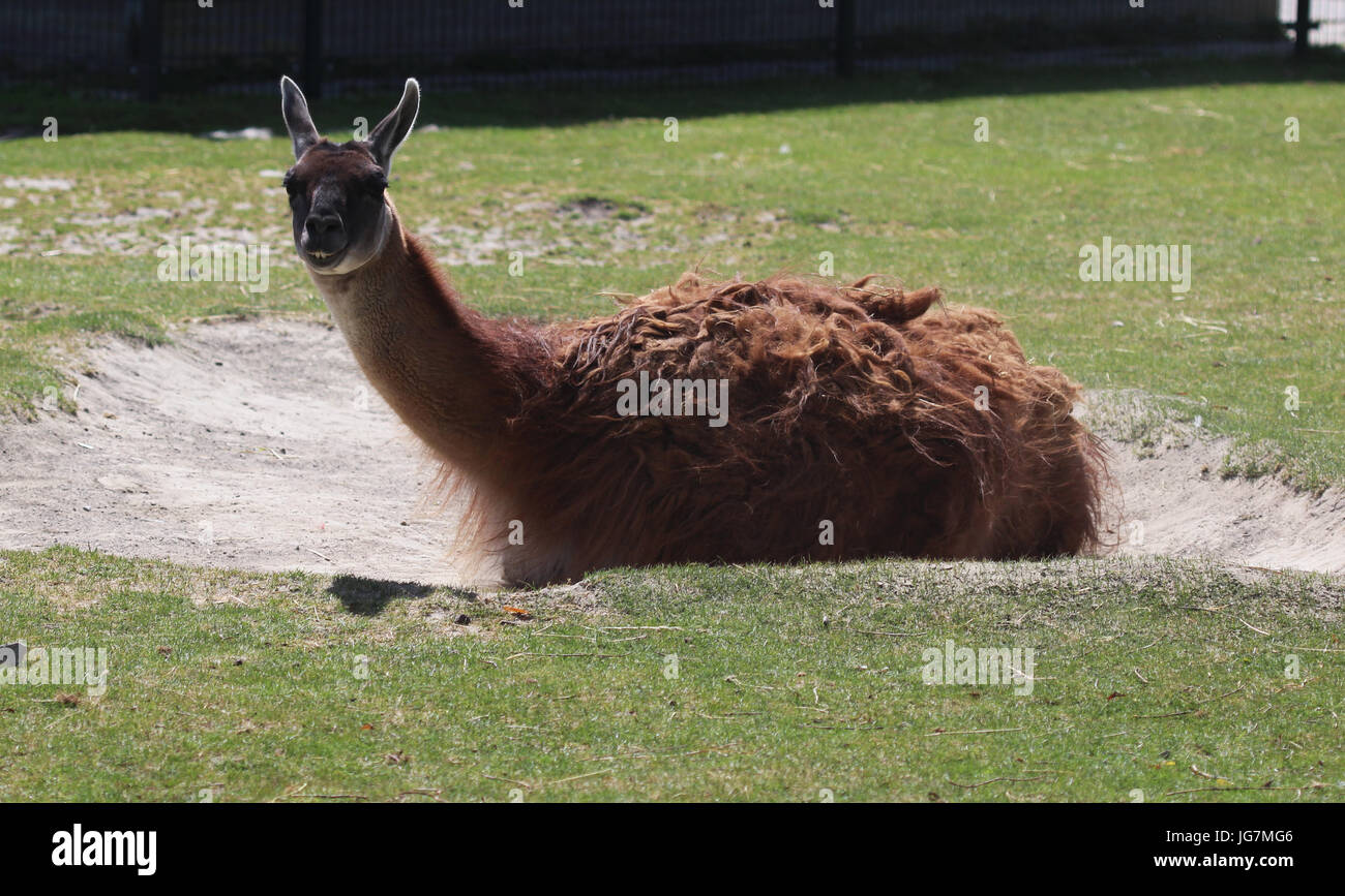 Lama (Lama glama) Banque D'Images