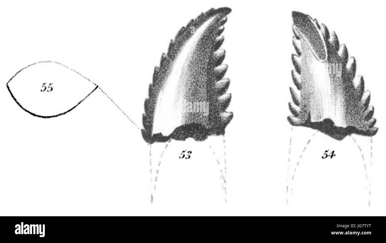 Troodon formosus Banque D'Images