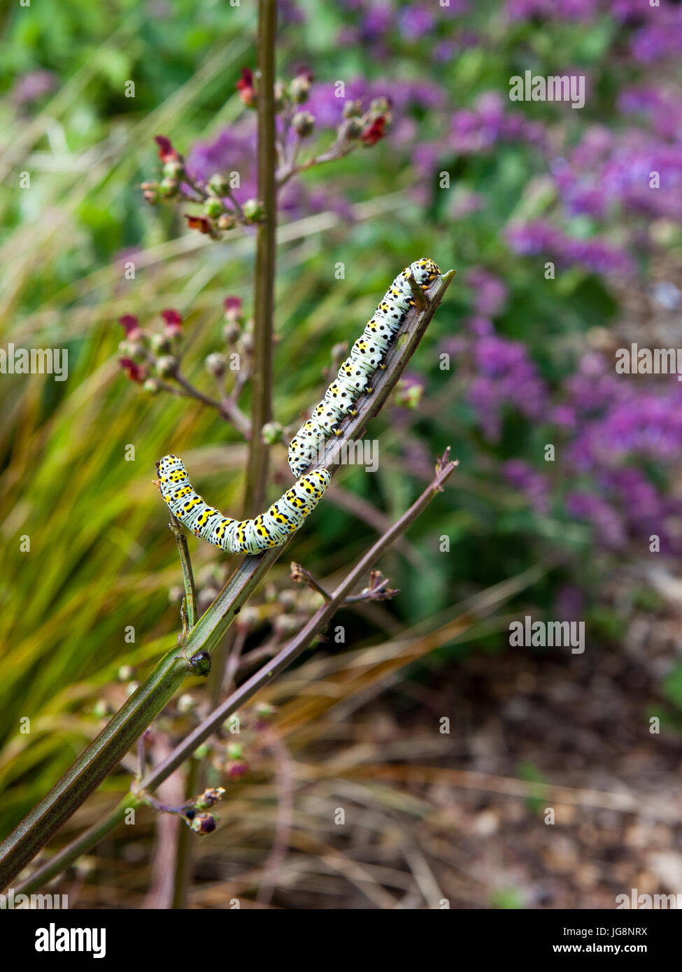 Deux chenilles papillon cucullia verbasci molène sur plantes scrofulariacées en été Banque D'Images